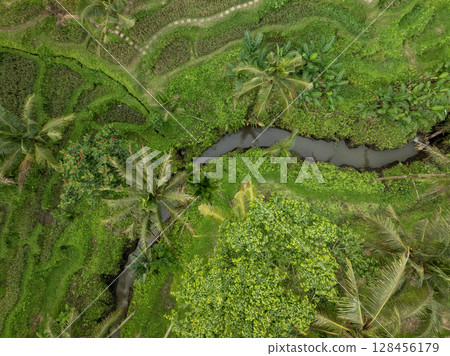 Aerial drone view of Tegallalang Rice fields terraces in Ubud, Bali, Indonesia 128456179