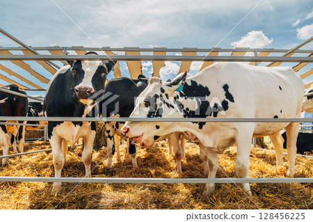 Close-up portrait of a young Holstein cow 128456225