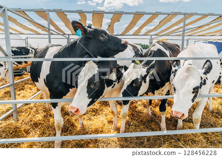 Close-up portrait of a young Holstein cow 128456228