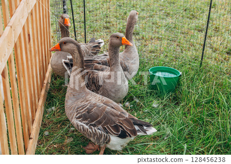 Grey geese in a pen Grey geese in a pen 128456238