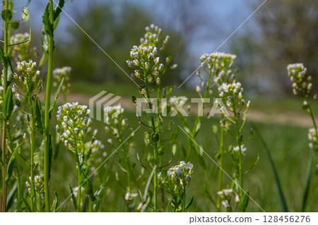 Field pennycress blooms with white flowers in a vibrant green field during spring season 128456276