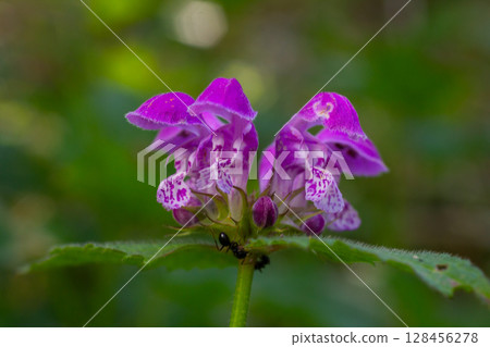 Red Dead-nettle showing vibrant purple flowers with distinctive patterns and green toothed leaves in a natural setting at midday 128456278