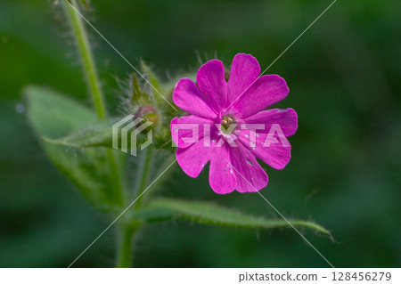 Bright pink flowers of Silene dioica thrive in woodland edges and hedgerows during spring showcasing their vibrant beauty Bright pink flowers of Silene dioica thrive in woodland edges and hedgerows during spring showcasing their vibrant beauty 128456279