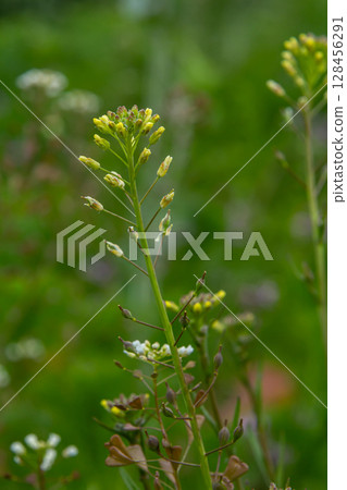 Flowers of Capsella bursa-pastoris blooming in a lush green field during late spring showcasing delicate white blooms and heart-shaped seed pods 128456291