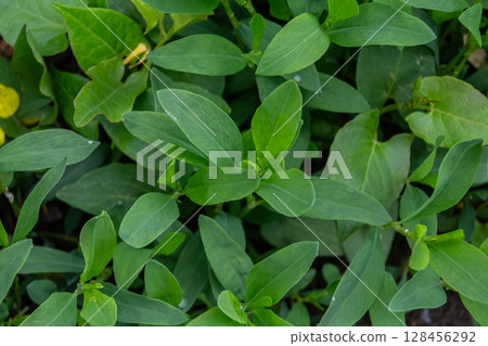 Common Knotgrass thrives in urban gardens during summer showcasing its lush green leaves and small delicate flowers among other herbs Common Knotgrass thrives in urban gardens during summer showcasing its lush green leaves and small delicate flowers among other herbs 128456292
