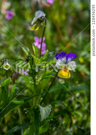 Sweet violet blooms with yellow flowers and heart-shaped leaves in a woodland setting during springtime 128456295