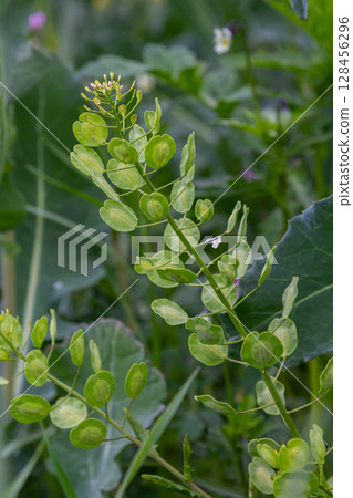 Field pennycress displays white flowers and flat pods in a lush green environment during early springtime growth Field pennycress displays white flowers and flat pods in a lush green environment during early springtime growth 128456296