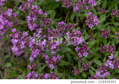 Fragrant wild thyme blooms with small purple flowers and green oval leaves in a natural setting under bright sunlight 128456301