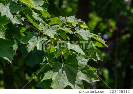 Beautiful Norway maple leaves showcasing vibrant green color and unique samaras during early summer in a lush garden setting 128456311