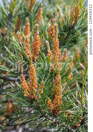 Scots Pine with male and female cones showcasing vibrant needles in a natural habitat during springtime growth Scots Pine with male and female cones showcasing vibrant needles in a natural habitat during springtime growth 128456312