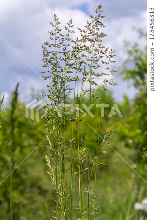 Poa pratensis growing in a lush meadow under a blue sky with fluffy clouds during a sunny day in spring Poa pratensis growing in a lush meadow under a blue sky with fluffy clouds during a sunny day in spring 128456313