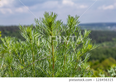 Wormwood plant with grey-green pinnate leaves and small yellow flowers flourishing in a natural landscape under a bright sky 128456315