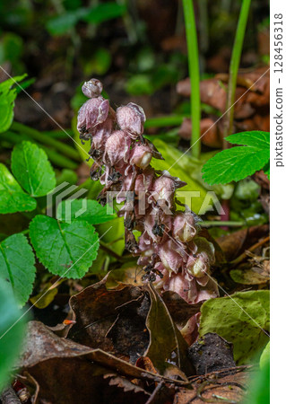 Glandular Toothwort showcases delicate pink flowers on a leafless stem amidst the lush greenery of woodland in early spring 128456318