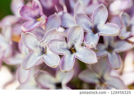 Blooming clusters of fragrant Syringa vulgaris with delicate purple hues in a spring garden setting showcasing nature's beauty Blooming clusters of fragrant Syringa vulgaris with delicate purple hues in a spring garden setting showcasing nature's beauty 128456320