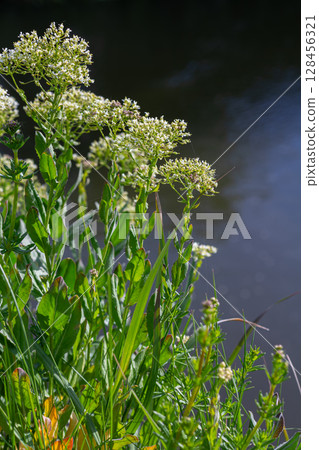 Dense clusters of hoary cress with white flowers growing near a calm water body during a sunny day in summer Dense clusters of hoary cress with white flowers growing near a calm water body during a sunny day in summer 128456321