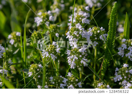 Wild thyme blooms with white flowers and creeping green leaves in a lush meadow during a sunny afternoon Wild thyme blooms with white flowers and creeping green leaves in a lush meadow during a sunny afternoon 128456322