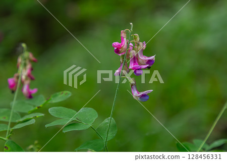 Beautiful black pea plant with purple flowers and lush green leaves thriving in a natural habitat setting 128456331