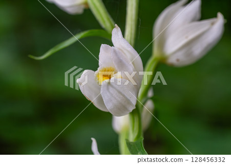 Cephalanthera damasonium features delicate white flowers in lush forest setting during spring bloom Cephalanthera damasonium features delicate white flowers in lush forest setting during spring bloom 128456332