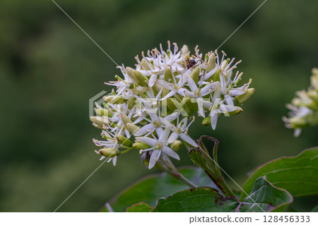 Blooming Cornus sanguinea showcases delicate white flowers and vibrant red branches in a lush garden setting during springtime Blooming Cornus sanguinea showcases delicate white flowers and vibrant red branches in a lush garden setting during springtime 128456333