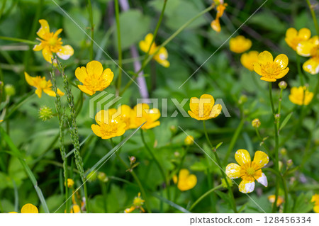 Vibrant meadow buttercup flowers bloom in a lush green field during early summer showcasing their bright yellow glossy petals 128456334
