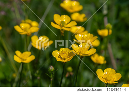 Bright yellow Meadow Buttercup flowers blooming in a vibrant green field during early spring sunlight near a tranquil countryside Bright yellow Meadow Buttercup flowers blooming in a vibrant green field during early spring sunlight near a tranquil countryside 128456344