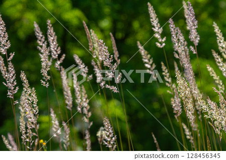 Calamagrostis epigejos growing in a lush green environment showcasing its delicate floral spikes during late spring Calamagrostis epigejos growing in a lush green environment showcasing its delicate floral spikes during late spring 128456345