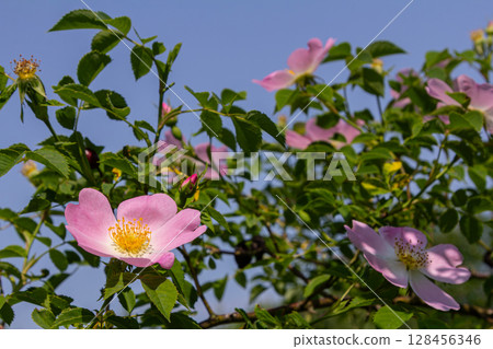Bright pink flowers of Rosa canina bloom against a clear blue sky showcasing its thorny stems in a vibrant natural setting during spring 128456346