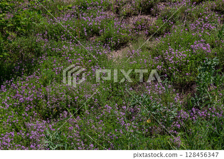 Wild thyme blooms in vibrant pink-purple flowers across a sunlit hillside during spring enhancing the beauty of the natural landscape 128456347