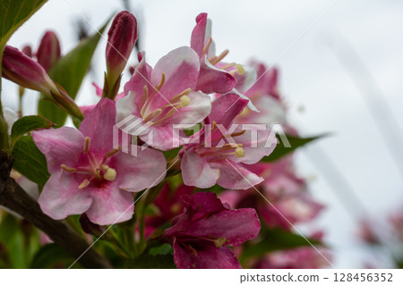 Stunning Weigela florida in bloom showcasing delicate pink bell-shaped flowers against a soft background on a serene spring day Stunning Weigela florida in bloom showcasing delicate pink bell-shaped flowers against a soft background on a serene spring day 128456352