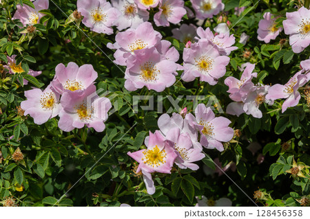 Dog rose shrub displaying vibrant pink flowers during springtime in a lush garden setting showcasing thorny stems and delicate blooms 128456358