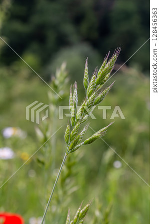 Smooth Brome grass displays its delicate inflorescence in a lush green landscape during late spring in a temperate region Smooth Brome grass displays its delicate inflorescence in a lush green landscape during late spring in a temperate region 128456363