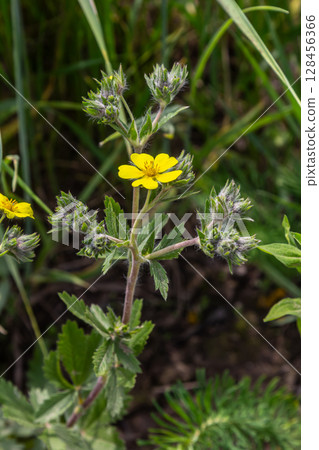 Hoary cinquefoil blooms in a lush green habitat showcasing vibrant yellow flowers and silvery leaves under bright sunlight Hoary cinquefoil blooms in a lush green habitat showcasing vibrant yellow flowers and silvery leaves under bright sunlight 128456366
