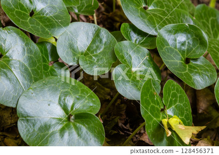 Exploring the unique foliage of Asarum europaeum also known as European wild ginger found in a lush forest setting 128456371