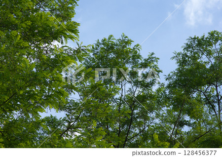 Robinia pseudoacacia and blue sky in early summer Robinia pseudoacacia and blue sky in early summer 128456377