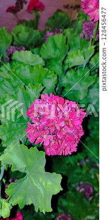 Blooming geranium bush, pink and red flowers, green leaves. Evergreen tropical plant. 128456477