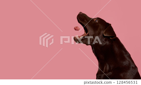 Chocolate labrador catching raw meatball mid-air with joyful expression Chocolate labrador catching raw meatball mid-air with joyful expression 128456531