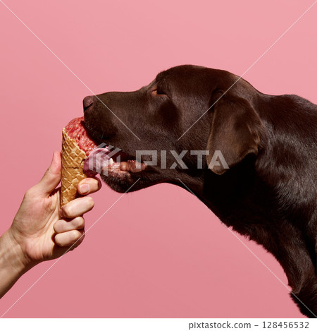Chocolate labrador happily licking raw meat ice cream from cone against pink background Chocolate labrador happily licking raw meat ice cream from cone against pink background 128456532