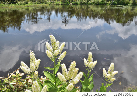 A lily of the valley and summer clouds reflected on the water surface A lily of the valley and summer clouds reflected on the water surface 128456595
