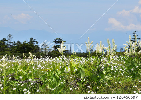 Cotton grass and lily of the valley in full bloom 128456597