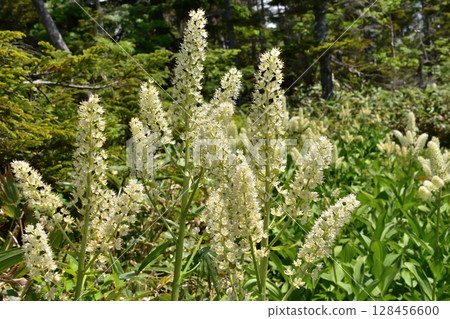 Summer alpine flower: Kobaikeiso 128456600
