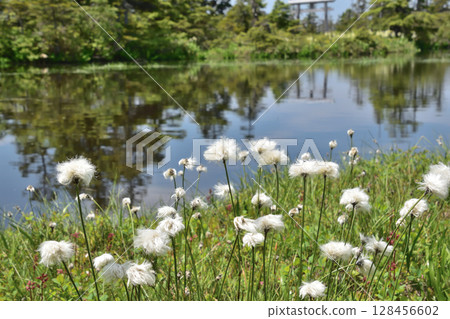 Cool-looking cotton grass Cool-looking cotton grass 128456602