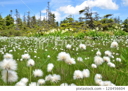Cotton grass in full bloom Cotton grass in full bloom 128456604
