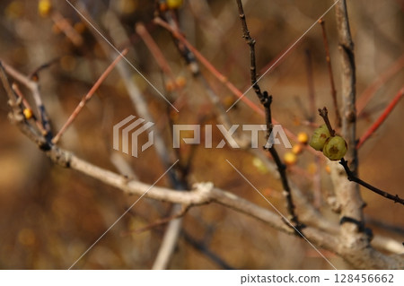 Yellow flower Wintersweet⑥ Yellow flower Wintersweet⑥ 128456662