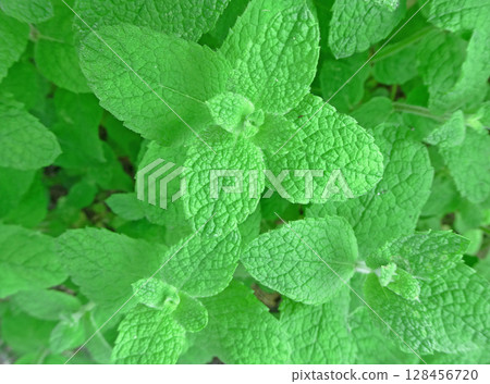 Living with herbs! A photo of Medical Half with spearmint all over it Living with herbs! A photo of Medical Half with spearmint all over it 128456720