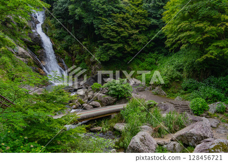 (Karatsu City, Saga Prefecture) Mikaeri Falls surrounded by fresh greenery 128456721
