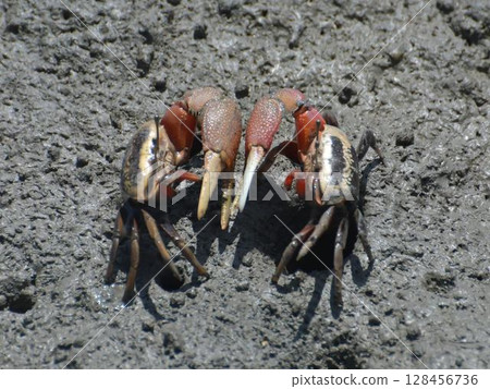 Fiddler crabs can be left-handed or right-handed Fiddler crabs can be left-handed or right-handed 128456736