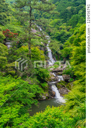 (Karatsu City, Saga Prefecture) Mikaeri Falls surrounded by fresh greenery 128456741