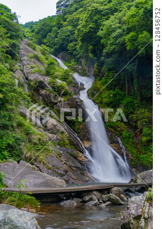 (Karatsu City, Saga Prefecture) Mikaeri Falls surrounded by fresh greenery 128456752