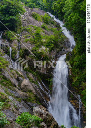 (Karatsu City, Saga Prefecture) Mikaeri Falls surrounded by fresh greenery 128456756
