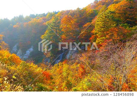 Omoshiroyama Momijigawa Valley Autumn leaves Yellow leaves Fujihana Falls 128456898